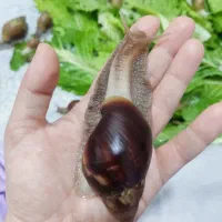 فروش حلزون اچاتینا و البینو و خاویار حلزون|خزنده|ساری, |دیوار