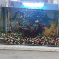 آکواریوم شیشه خم