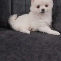 سگ کوچولو به نام تدی|سگ|گرگان, |دیوار