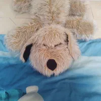 خرس دو عددو یک عدد سگ پولیشی