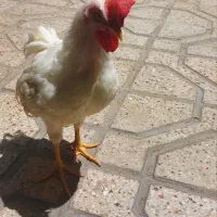 خروس خوش اواز