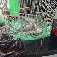 1جفت عروس هلندی مولد