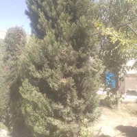 هرس کاری گل و گیاه درخت میوه و....|خدمات باغبانی و درختکاری|نظرآباد, نظرآباد|دیوار