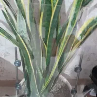 آینه‌. سبد. نونو