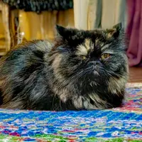 واگذاری گربه پرشین