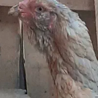 مرغ لاری افغان