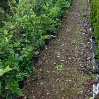 یاس هلندی|گل و گیاه طبیعی|سنگر, |دیوار