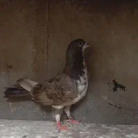 کفتر