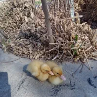 اردک زرد|حیوانات مزرعه|یزد, |دیوار