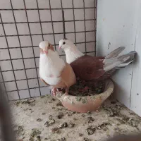 خیابان امام امام خمینی ۲۳|پرنده|تربت‌حیدریه, بالا ولایت|دیوار