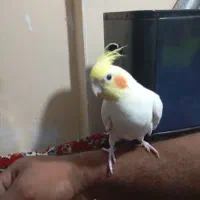 ۳تا عروس هلندی یه جفت و یه نر.همه دستی|پرنده|کردکوی, |دیوار