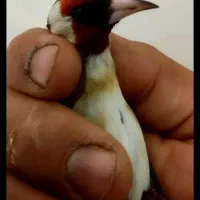 فروش سهره .سقا.گلبسر.نرو ماده قناری. عروس هلندی