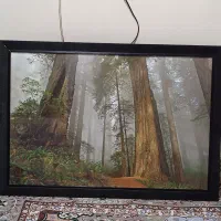 تابلو شب خواب جنگل