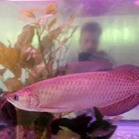 آروانا جاردینی جوان صیدی 30 سانت