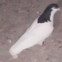 کبوتر