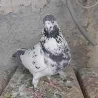 کفتر نر قاره سیاه|پرنده|فردیس, فردیس|دیوار