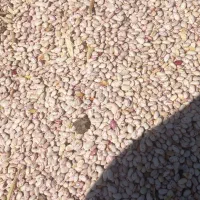 لوبیا چیتی دیروز جم کردیم تازه تازه|عمده‌فروشی|شاهین دژ, |دیوار