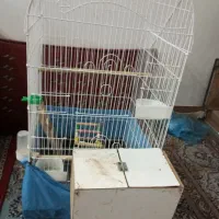 قفس بزرگ کاسکو و طوطی و عروس هلندی با تمام لوازم