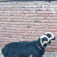 حیوان مایه شریکی