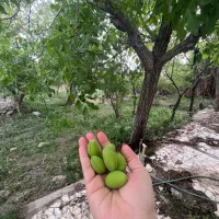 ۷۵۰متر خانه باغ جمیل آباد
