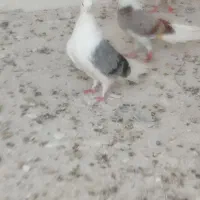 دو بالی سبز