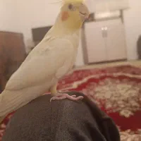 عروس هلندی ماده بالغ|پرنده|مهاباد (آذربایجان غربی), |دیوار