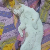 گربه واگذاری