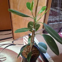 گل فیکوس  سبز ،۱۵۰ تومان