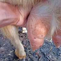 بز آلپاین و سانن . بزغاله|حیوانات مزرعه|سیمین شهر, |دیوار