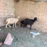 میش بره داشتی