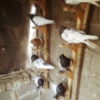 کبوتر کله ای شیراز کوار