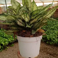 گل های آپارتمانی زیبا