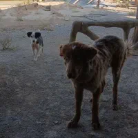 توله لاس فی 10تخفیف پایه معامله