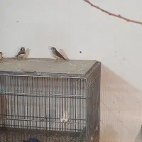 یجفت فنچ انگلیسی مولد با چهارتا جوجه نزدیک دونخور