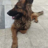 ژرمن 11ماه موبلند اصل