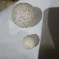 سنگ آسیاب اصلی