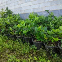 فروش گل و گیاه|خدمات باغبانی و درختکاری|رودسر, |دیوار