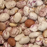 لوبیا چیتی فروشی