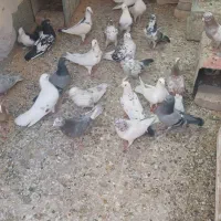 پرنده