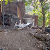 غاز محلی  یکی قوغاز|حیوانات مزرعه|نمشیر, |دیوار