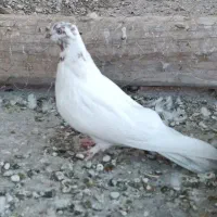 کله دمبی،سرخ