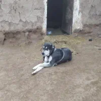 سگ  جهت واگزاری