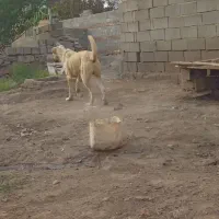 سگ مناسبت برا گلع