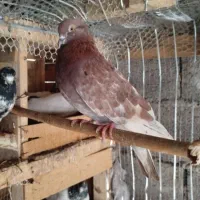 کبوتر|پرنده|شفت, |دیوار