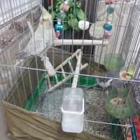 عروس هلندی نرماده سخنگوی زیبا