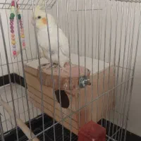 یک جفت مولد