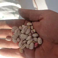 لوبیا درجه ۱لوبیا چیتی