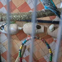 مرغ عشق همراه با جوجه هاشون|پرنده|نیشابور, بلوار گلها|دیوار