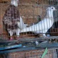 طوقی معمولی بدرنگ