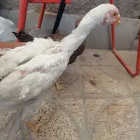 جوجه لاری|حیوانات مزرعه|محمدشهر, یزدیها|دیوار